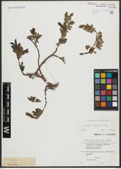 Foto von Salix alpina Scop.